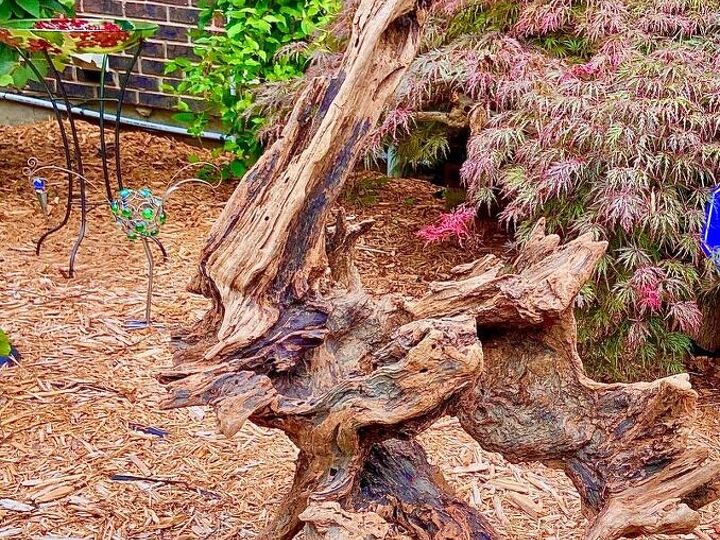 q free driftwood find