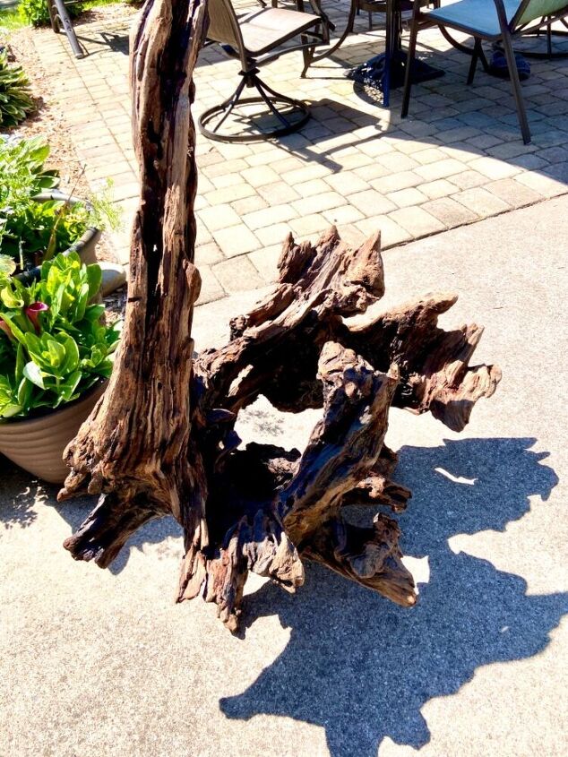 q free driftwood find