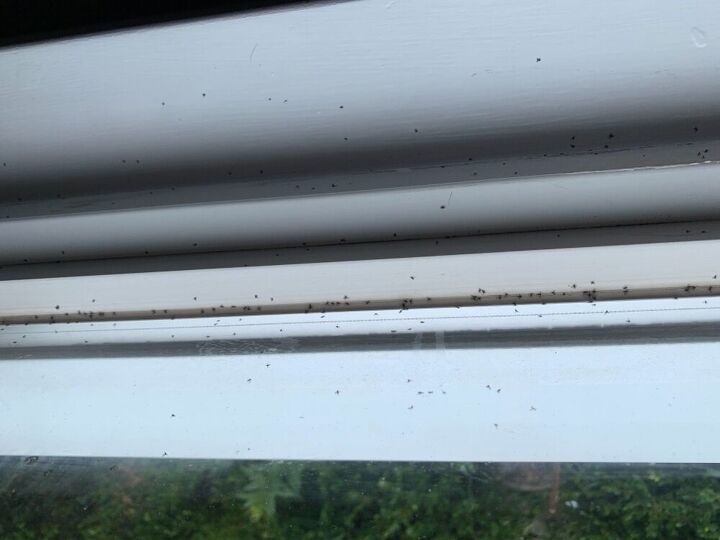 q get rid of these little buggers