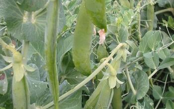 How to Save Pea Seeds