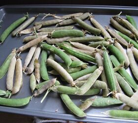 how to save pea seeds