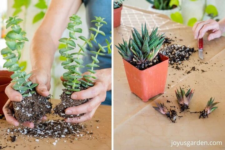 propagating succulents 3 simple ways