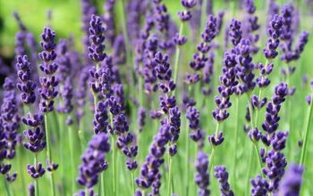 How to Plant a Beautiful Lavender Hedge in Your Garden