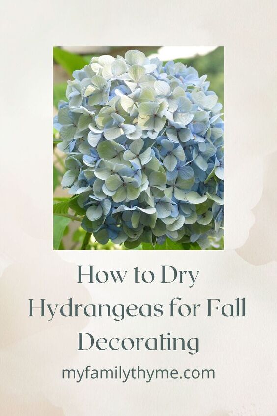 como secar hortnsias para decorao de outono