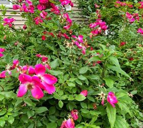 the basics of deadheading flowers, After these knockout roses are done flowering deadheading will encourage more blooms