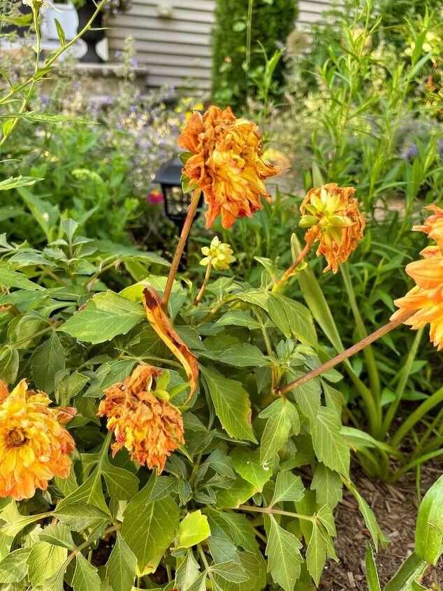 the basics of deadheading flowers, These dahlias have seen better days Removing the dead flowers will encourage more blooms Before