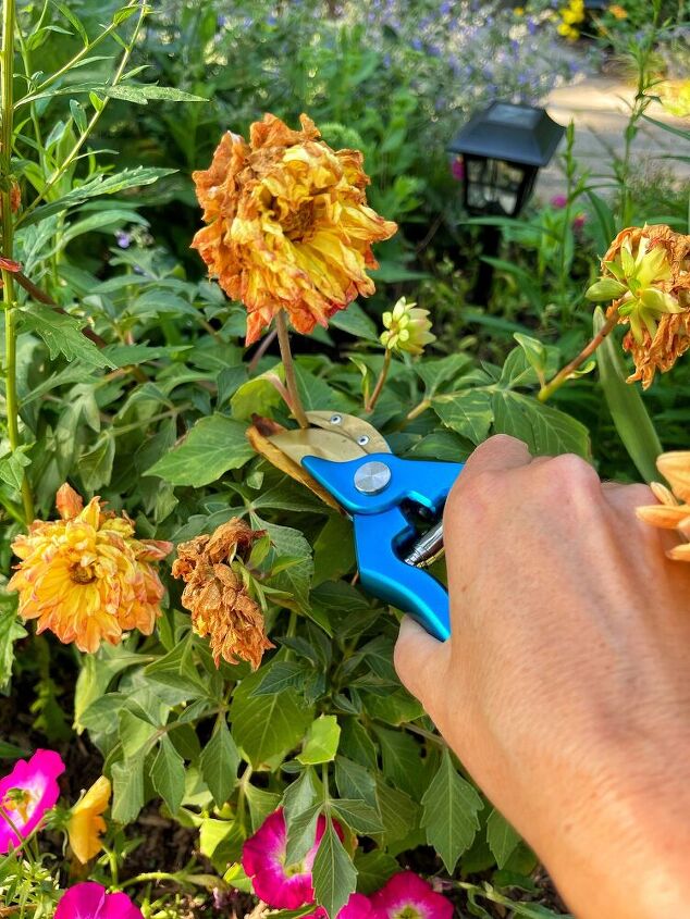 the basics of deadheading flowers, Grab a set of pruners and cut the flower back just above a set of leaf nodes