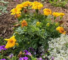 the basics of deadheading flowers, Before deadheading these marigolds look dingy and untidy