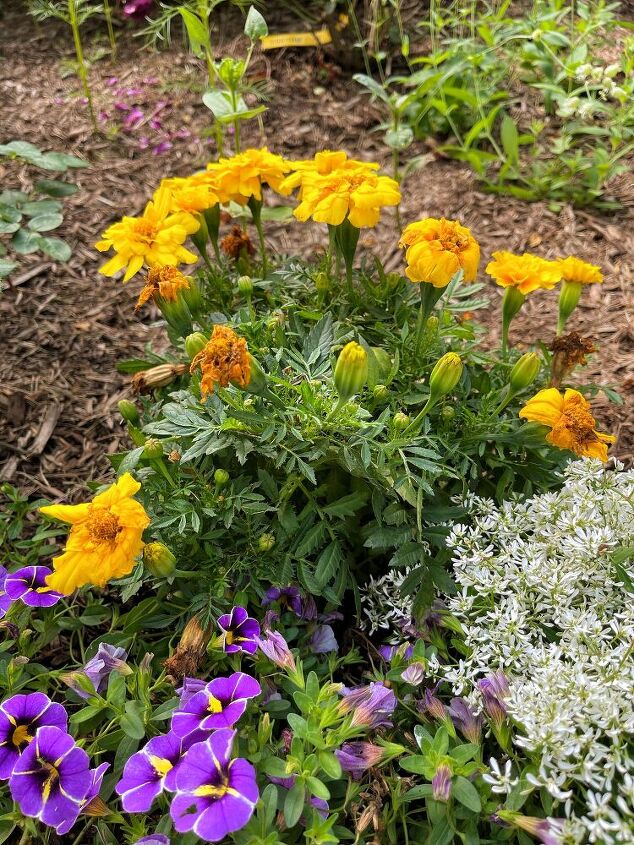 the basics of deadheading flowers, Before deadheading these marigolds look dingy and untidy