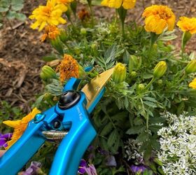 the basics of deadheading flowers, Simply cut off the flower heads with pruners to deadhead flowers