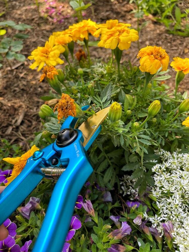 the basics of deadheading flowers, Simply cut off the flower heads with pruners to deadhead flowers
