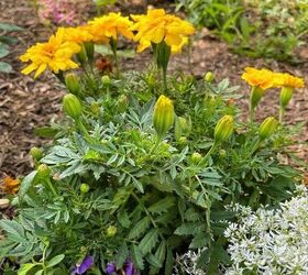 the basics of deadheading flowers, After deadheading flowers the plant will put more energy into producing flowers and look more tidy all cleaned up