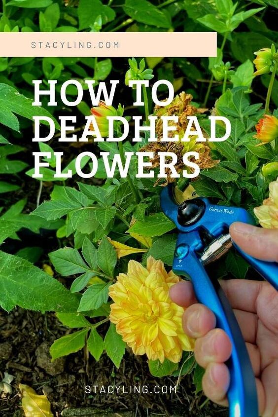 the basics of deadheading flowers