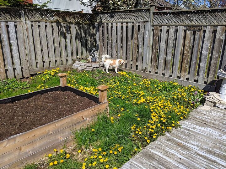 how i expanded my backyard growing space more veggies, Before