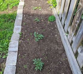 how i expanded my backyard growing space more veggies, Seedlings