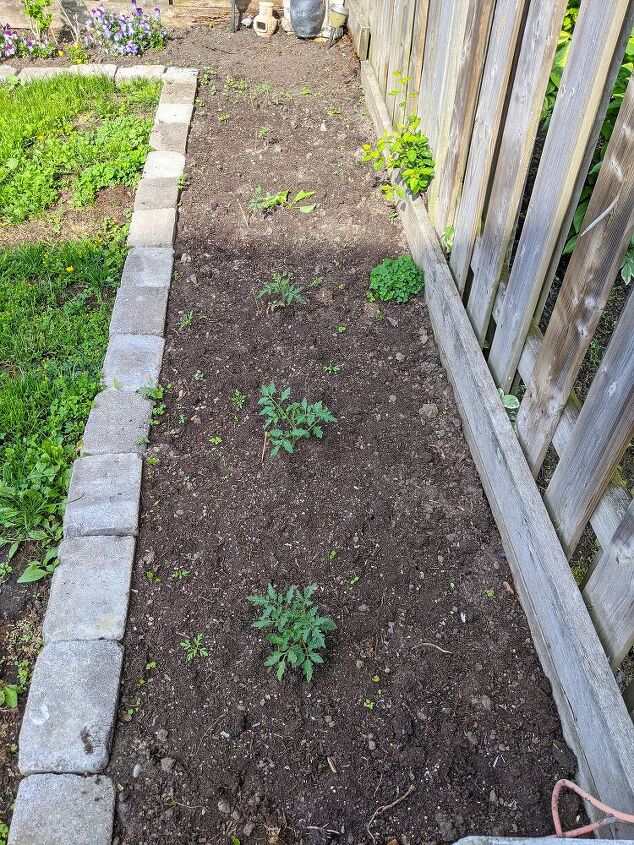 how i expanded my backyard growing space more veggies, Seedlings