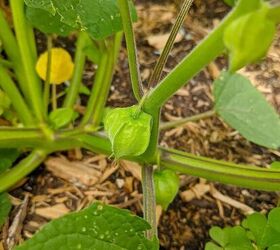how i expanded my backyard growing space more veggies, Ground cherries my fav