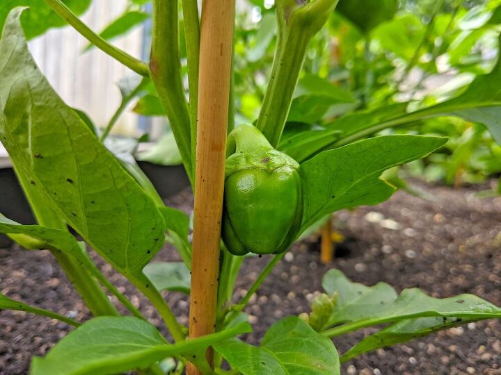 how i expanded my backyard growing space more veggies, Bell pepper plant I grew from seed