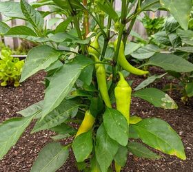 how i expanded my backyard growing space more veggies, Banana peppers