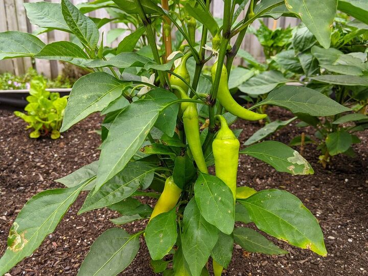 how i expanded my backyard growing space more veggies, Banana peppers