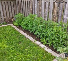 how i expanded my backyard growing space more veggies, Tomatoes