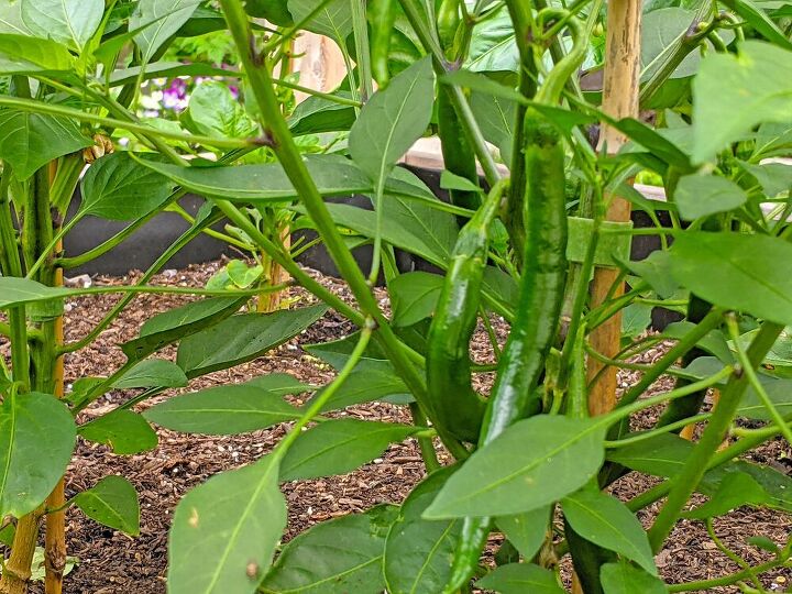 how i expanded my backyard growing space more veggies, Cayenne peppers