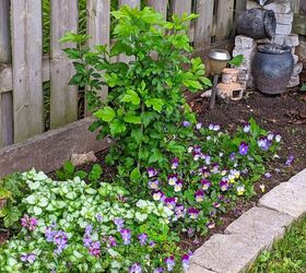 how i expanded my backyard growing space more veggies, Free flowers