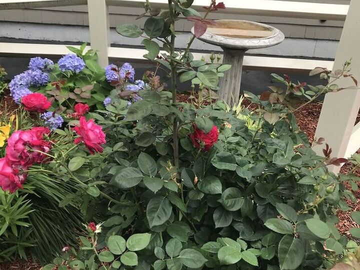 q rose bush