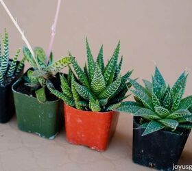 Tips for Watering Succulents