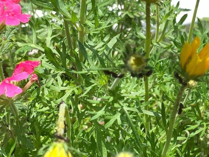 q is this plant attracting ants how do i get rid of them