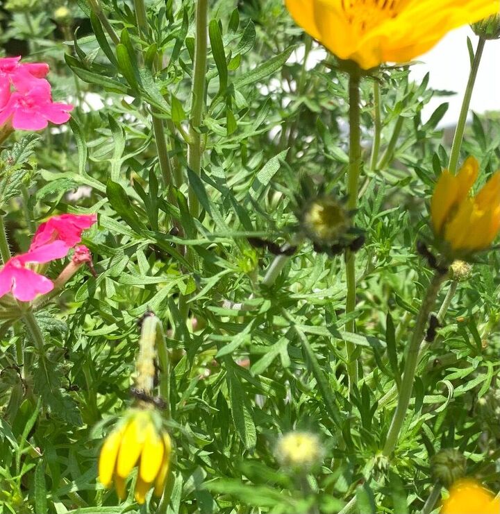 Is this plant attracting ants? How do I get rid of them Is this plant attracting ants? How do I get rid of them