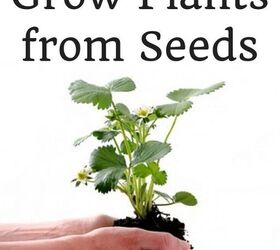 Cómo cultivar plantas a partir de semillas