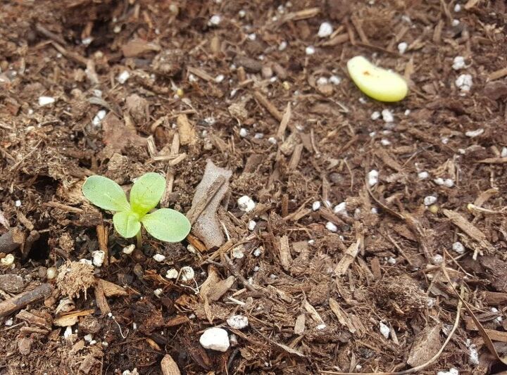 cmo cultivar plantas a partir de semillas