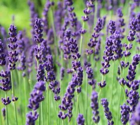 how to make a lavender wand from fresh lavender
