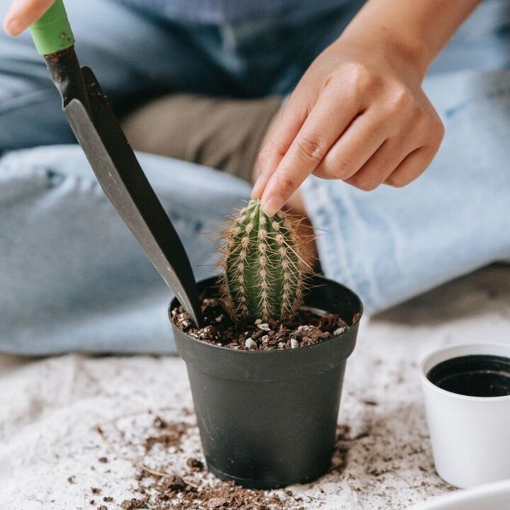 cmo plantar un cactus en el exterior