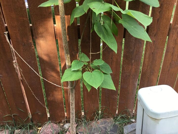 q what is this plant
