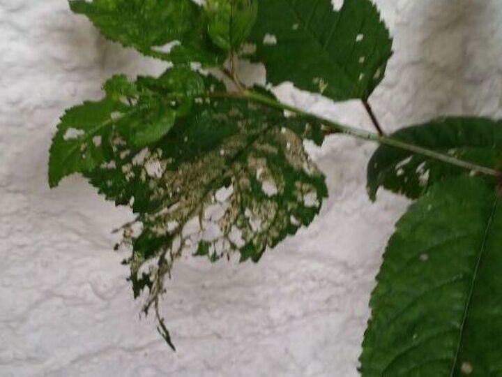 q would anyone know what could be eating this plant