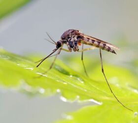 Cómo mantener alejados a los mosquitos para siempre