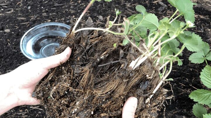 bare root strawberries how to choose plant care for plants, Bundle of bare root strawberry plants