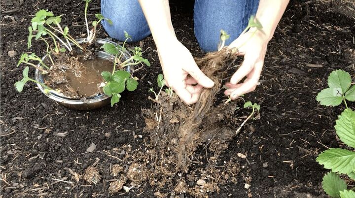 bare root strawberries how to choose plant care for plants