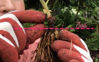 🍓 Fresas a raíz desnuda: Cómo elegir, plantar y cuidar las plantas