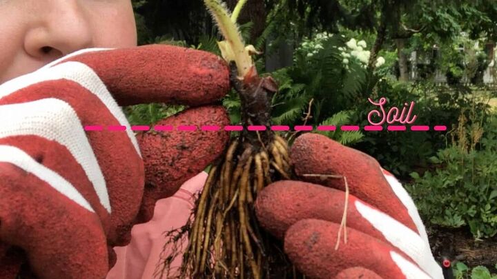 bare root strawberries how to choose plant care for plants