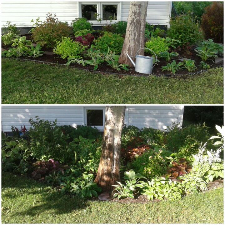 how we updated our walkway and shrub bed, 2020 vs 2021
