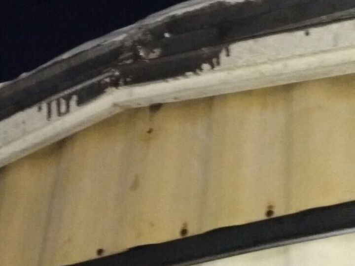 q wasps and sweat bees everywhere