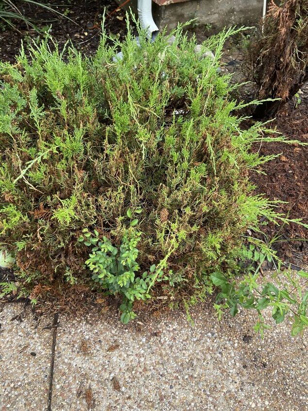 q how to take care of this tree bush