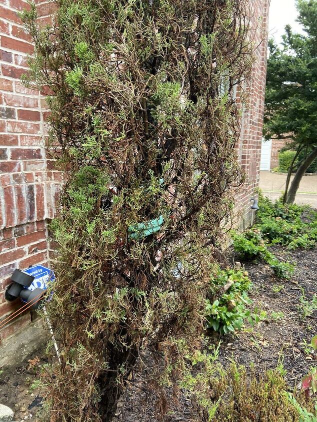 q how to take care of this tree bush