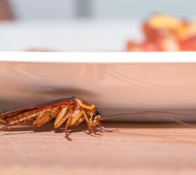 how to get rid of roaches inside and outside your home, how to get rid of roaches