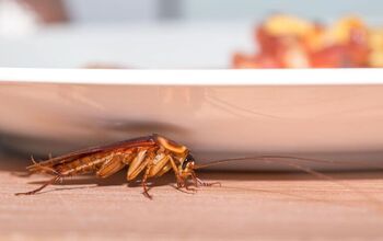How to Get Rid of Roaches Inside and Outside Your Home