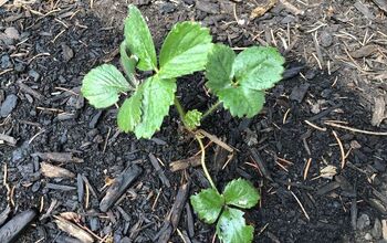 🍓 Bare Root Strawberries: How To Choose, Plant, & Care For Plants