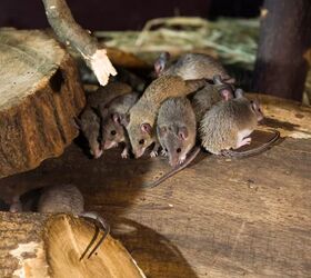 How to catch mice with a pop can and a coat hanger. DIY Mousetrap